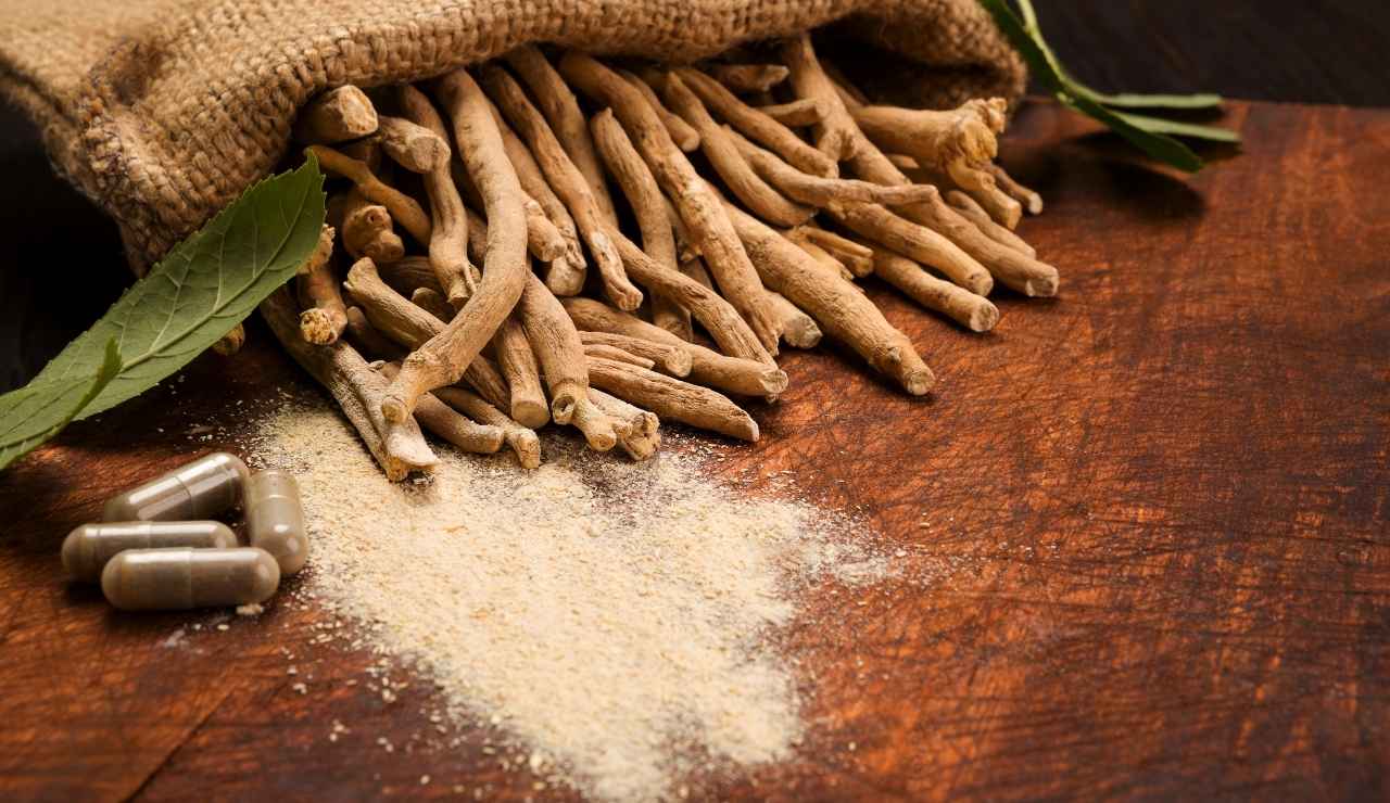 ashwagandha_model_web de2jpg